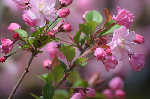 Malus halliana