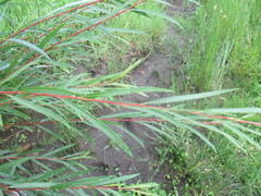 Salix acutifolia