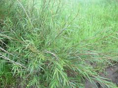 Salix acutifolia