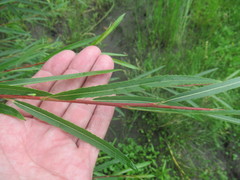 Salix acutifolia