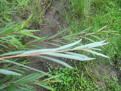 Salix acutifolia