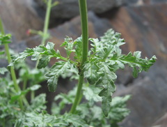 Scrophularia olympica
