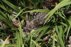Erinaceus amurensis