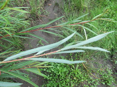 Salix acutifolia