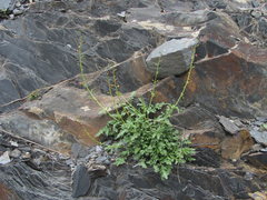 Scrophularia olympica