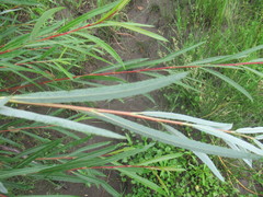 Salix acutifolia