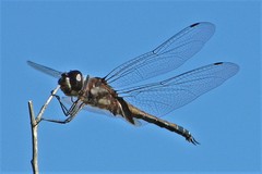 Tramea cophysa