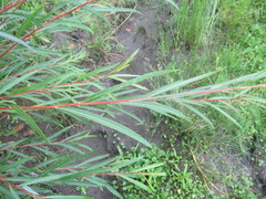Salix acutifolia