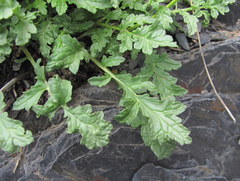 Scrophularia olympica