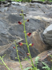 Scrophularia olympica