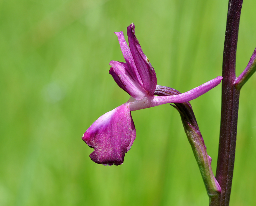 Loose-flowered orchid