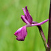 Loose-flowered Orchid - Photo (c) Peter Zschunke, some rights reserved (CC BY-NC)