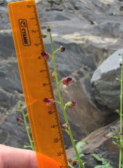 Scrophularia olympica