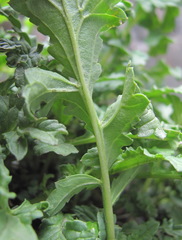 Scrophularia olympica