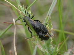 Arima marginata