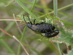 Arima marginata