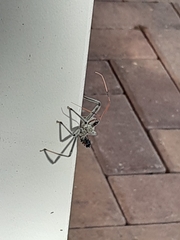 Arilus cristatus