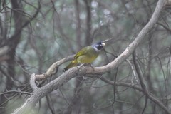 Spizixos semitorques