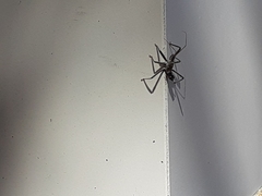 Arilus cristatus