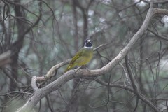 Spizixos semitorques