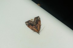 Lophomilia polybapta