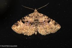 Metalectra quadrisignata