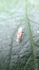 Cicadellidae