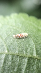 Cicadellidae