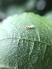 Cicadellidae