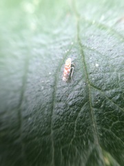 Cicadellidae