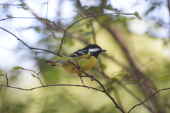 Periparus venustulus