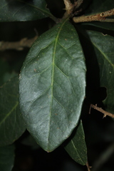 Roupala pseudocordata