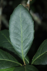 Roupala pseudocordata