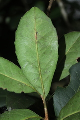 Roupala pseudocordata