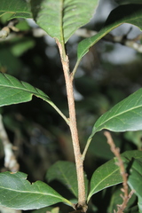 Roupala pseudocordata