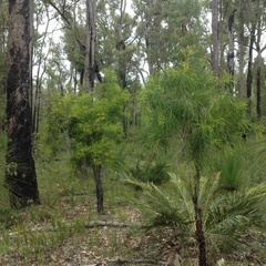Persoonia longifolia