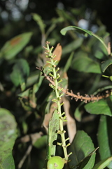 Roupala pseudocordata