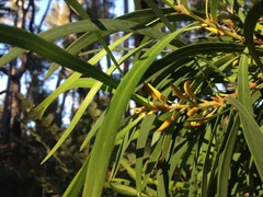 Persoonia longifolia