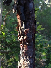 Persoonia longifolia