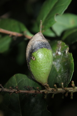 Roupala pseudocordata