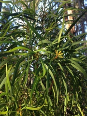 Persoonia longifolia