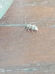 Exocentrus lusitanus