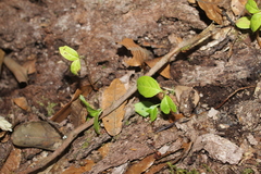 Roupala pseudocordata