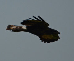 Buteogallus