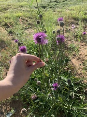 Centaurea scabiosa
