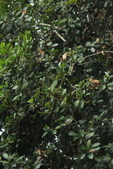 Roupala pseudocordata