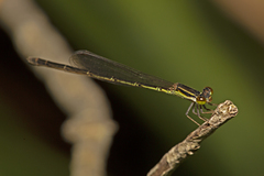 Agriocnemis rubricauda