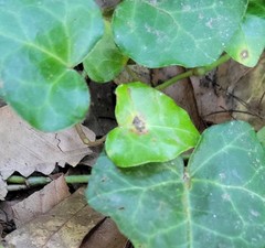 Colletotrichum trichellum