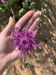 Centaurea scabiosa