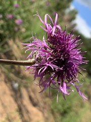 Centaurea scabiosa